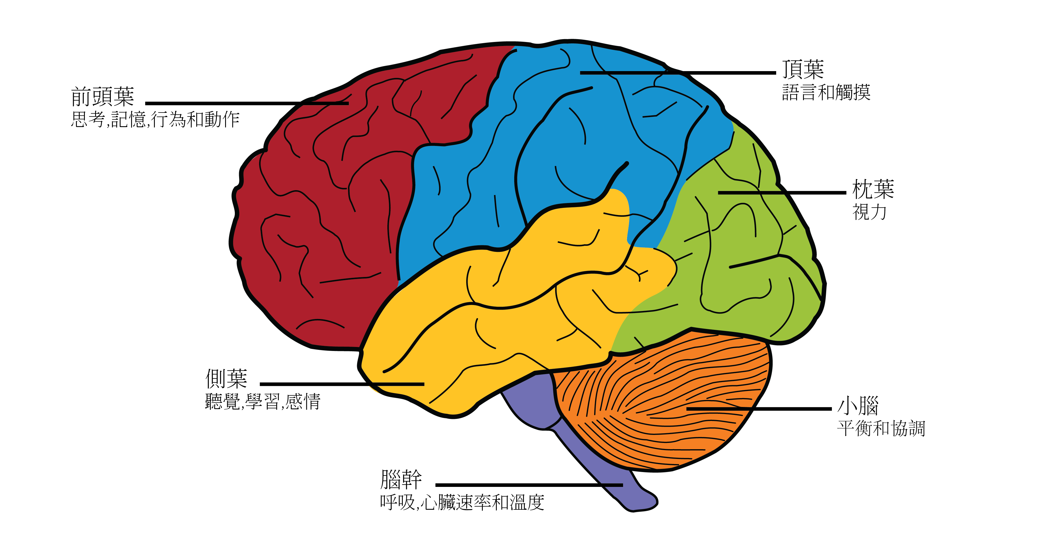 Lobes of the Brain, labeled in Chinese
