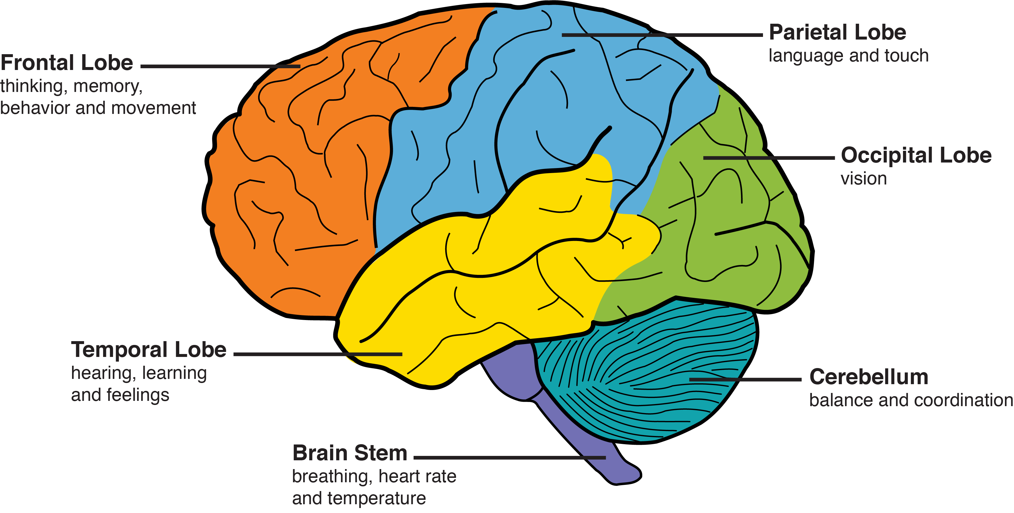 areas of the brain labeled with their major functions. Frontal lobes: thinking, memory, behavior, movement. Temporal lobes: hearing, learning, feelings. Brain stem: breathing, heart rate, temperature. Cerebellum: balance, coordination. Occipital lobes: vision. Parietal lobes: language, touch.